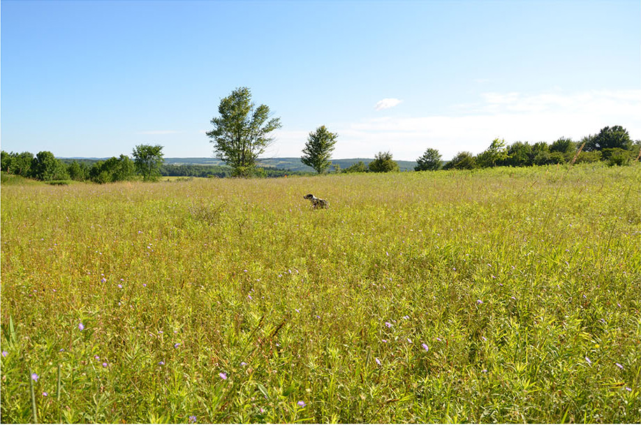 Image of green field from 8-Acre Field