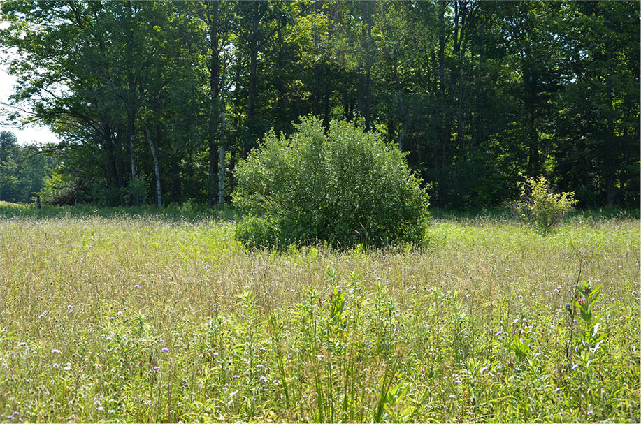 Image of green field from 8-Acre Field