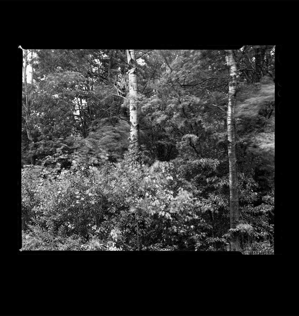 Image from One Year showing trees in black and white