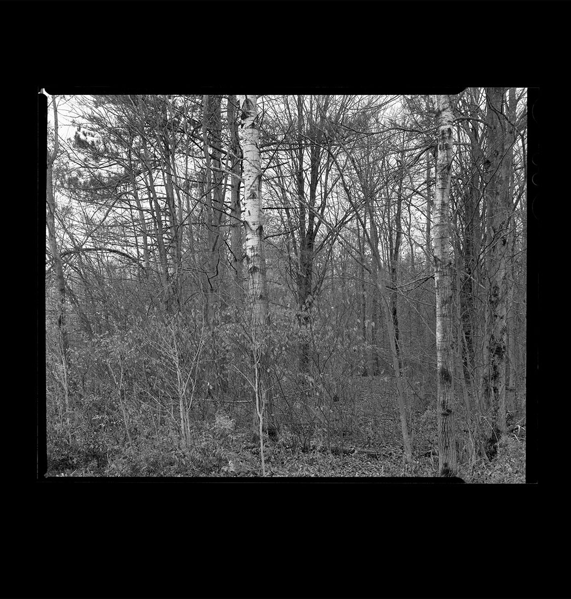 Image from One Year showing trees in black and white